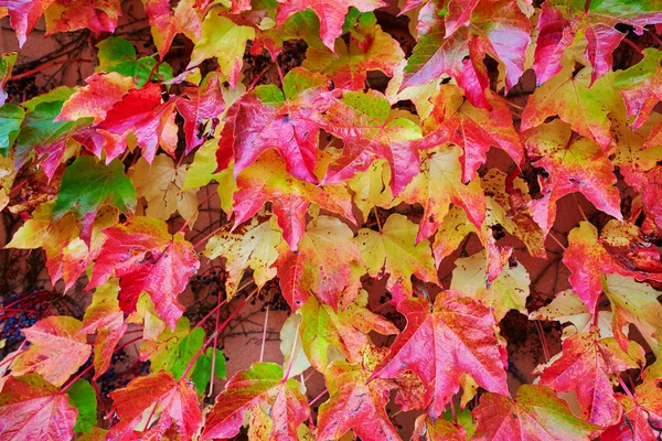 Imagen de fondo de hojas de otoño — Foto de Stock