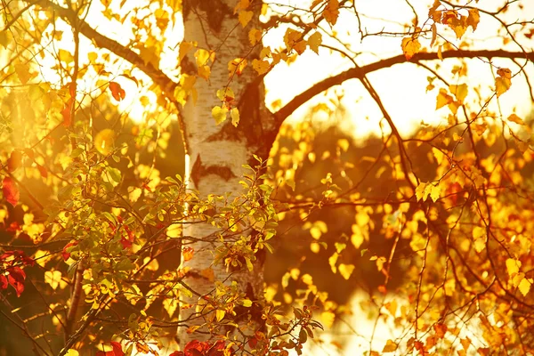 Birkenzweige mit gelben Herbstblättern — Stockfoto