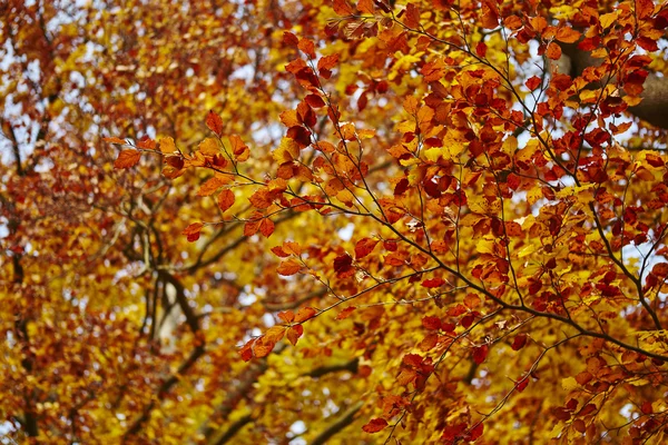 Υποκατάστημα με Φθινοπωρινά φύλλα — Φωτογραφία Αρχείου