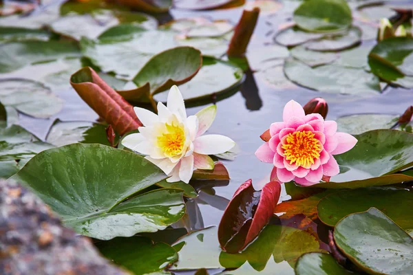 Біло-рожеві водяні лілії в ставку — стокове фото