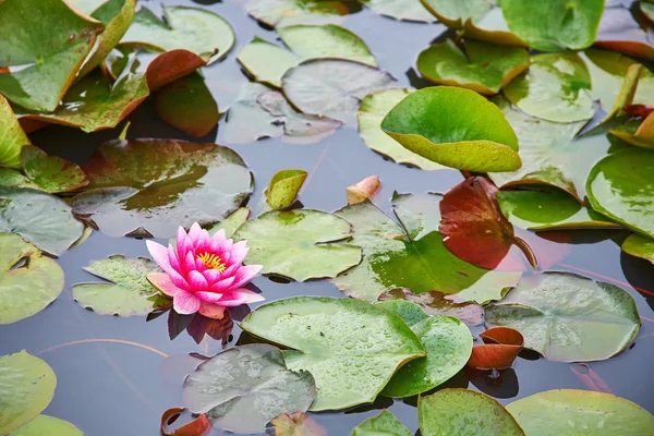 Біло-рожеві водяні лілії в ставку — стокове фото