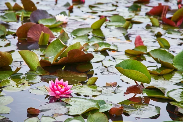 Біло-рожеві водяні лілії в ставку — стокове фото