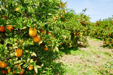 Beautiful orange grove in Northern Morocco clipart