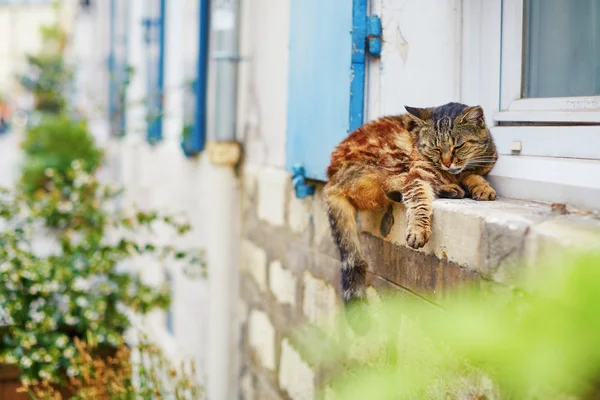 Bir pencere pervazına uyuyan kedi — Stok fotoğraf