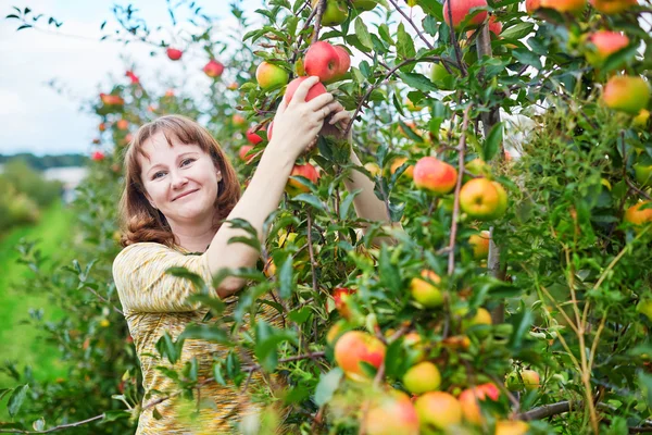 Vidám fiatal nő almákat gyűjt — Stock Fotó