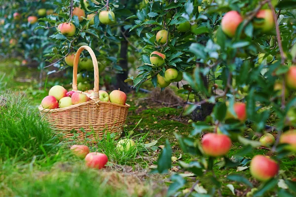 Čerstvá organická jablka v košíku — Stock fotografie