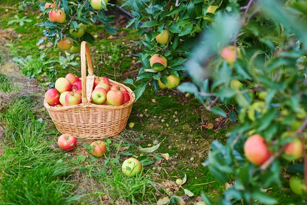 Manzanas orgánicas frescas en una cesta — Foto de Stock