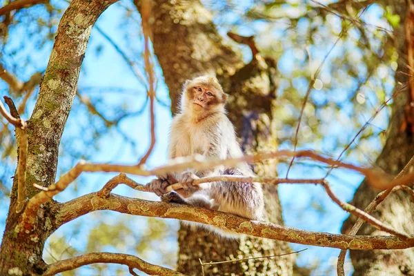 Barbary maymunları Kuzey Fas sedir ormanında — Stok fotoğraf