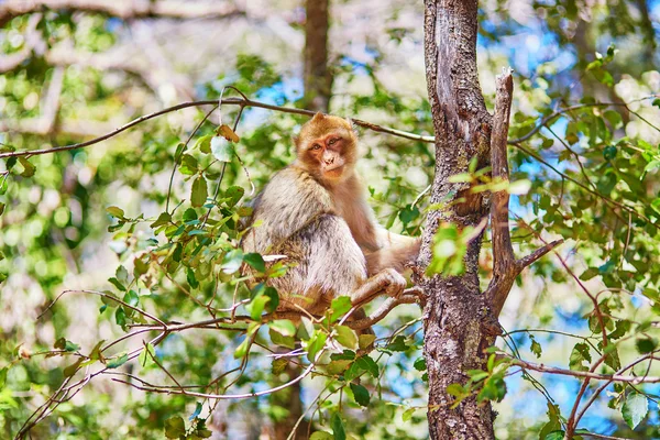 Simios berberiscos en el bosque de cedros en el norte de Marruecos — Foto de Stock