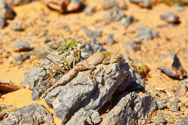 Hagedis op de steen in de Saharawoestijn — Stockfoto