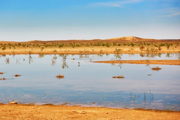 Птахів в озері Оазис у пустелі Сахара — стокове фото