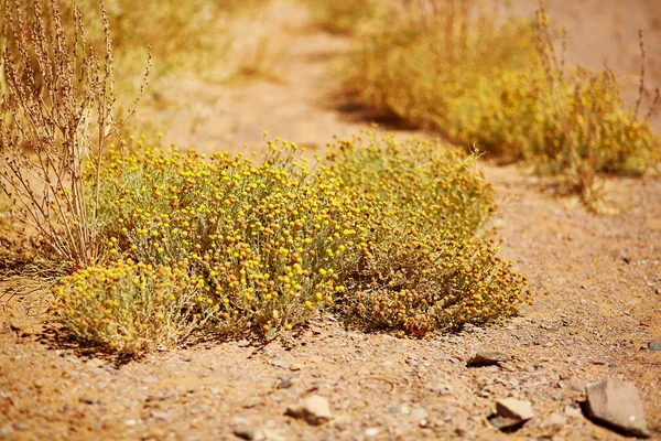 Sahra Çölü bitkilerde — Stok fotoğraf