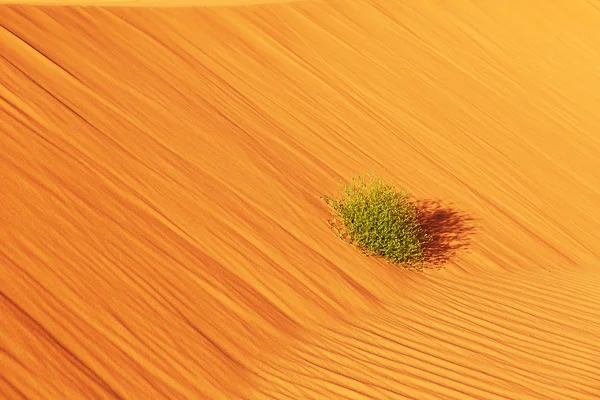 Planta en desierto del Sahara — Foto de Stock