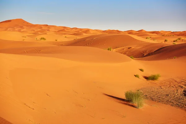 Planta no deserto do Saara — Fotografia de Stock