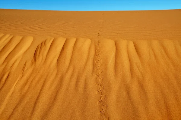 Dune di sabbia nel deserto del sahara — Foto Stock