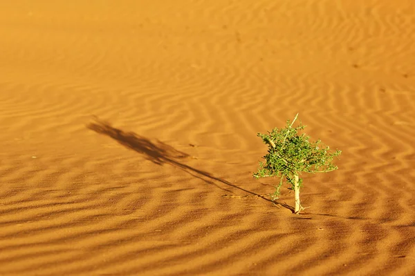 Roślin w pustyni Sahara — Zdjęcie stockowe