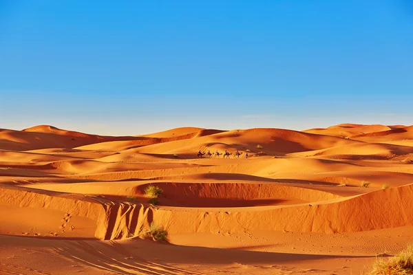 Dunas de arena en el desierto del sahara — Foto de Stock