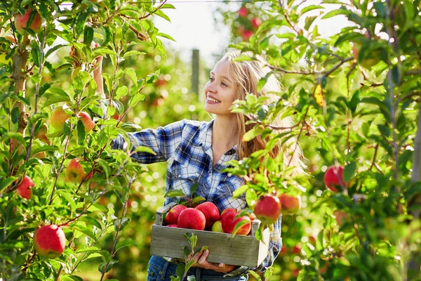 Young woman picking apples in garden — Stock Photo, Image