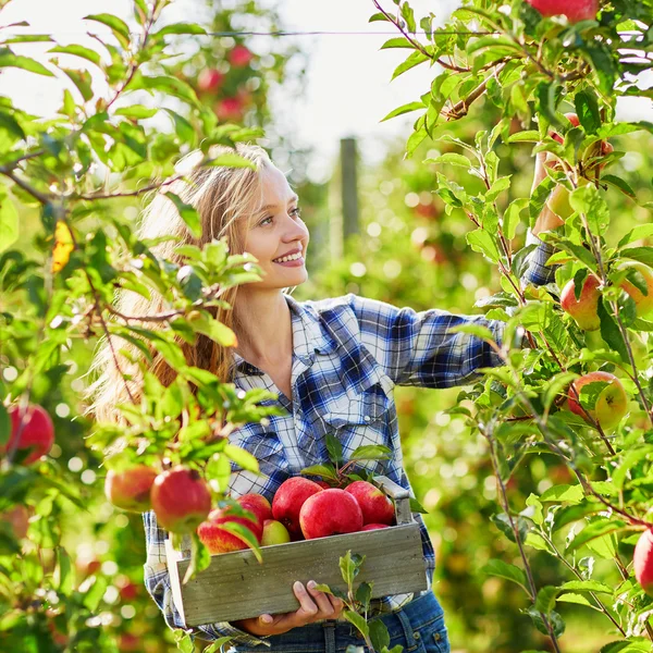 Young woman picking apples in garden — Stock Photo, Image