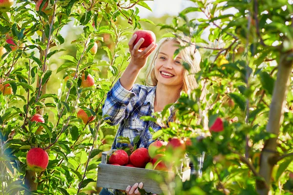 Mujer joven recogiendo manzanas en el jardín — Foto de Stock