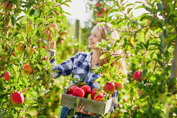 Young woman picking apples in garden — Stock Photo, Image