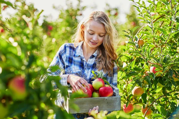 Młoda kobieta zbieranie jabłek w ogrodzie — Zdjęcie stockowe