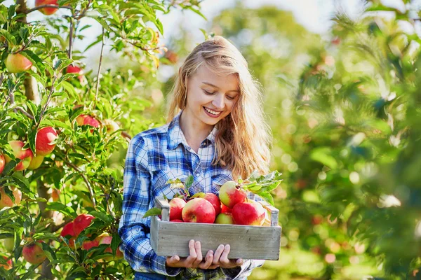 Giovane donna raccolta mele in giardino — Foto Stock