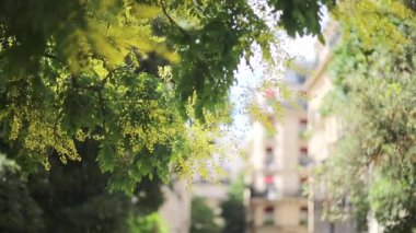 Paris 'te bahar sahnesi. Çiçek açan yeşil yapraklar ve sarı çiçeklerle dolu bir ağaç dalı bulanık bir şehrin arka planında. İlkbahar kavramı, şehirde doğa, şehir yeşilliği ve mevsimsel güzellik.