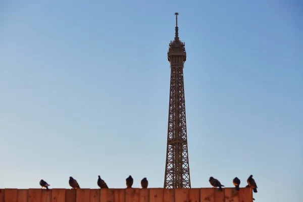 Eiffel tower seen over the roof with many pigeons — Stock Photo, Image