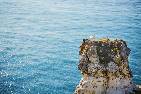 Seagull staande op een rots — Stockfoto
