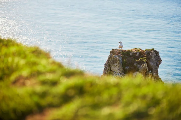 Bir kaya üzerinde martı duran — Stok fotoğraf