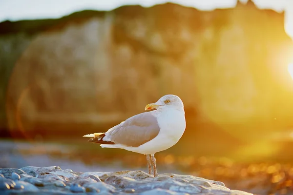 Racek mořský na skále — Stock fotografie