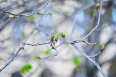 Bahar tomurcuklarının erken açılmaya başladığı ağaç dallarının yakın çekimleri kıştan bahara doğal geçişi gösteriyor..