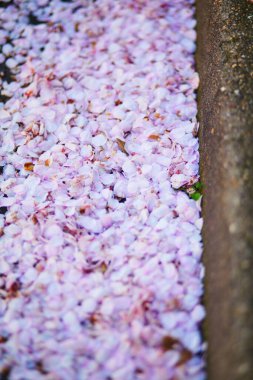 Bir kaldırım kenarındaki zemini kaplayan pembe kiraz çiçeklerinin yakın çekimi..