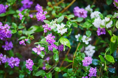 Yağmurdan sonra yeşil yapraklı mor ve beyaz lantana çiçeklerine yakın çekim. Taze su damlaları ile canlı bahar ya da yaz çiçeği arka planı.