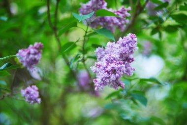Bahar bahçesindeki yeşil yapraklı çalıların üzerinde açan leylak çiçeklerine yakın plan..