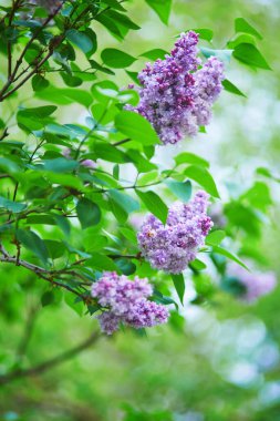 Bahar bahçesindeki yeşil yapraklı çalıların üzerinde açan leylak çiçeklerine yakın plan..