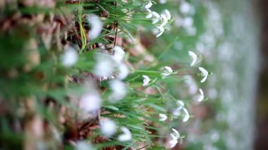 Orman çayırı bahar gününün erken saatlerinde çiçek açan karlarla dolu.