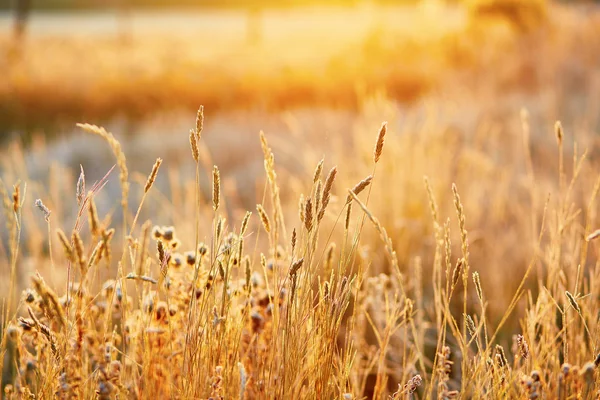 Schönes goldenes Grasfeld bei Sonnenuntergang — Stockfoto
