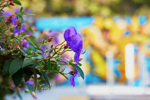 Purple flower in San Francisco, California, Estados Unidos — Foto de Stock