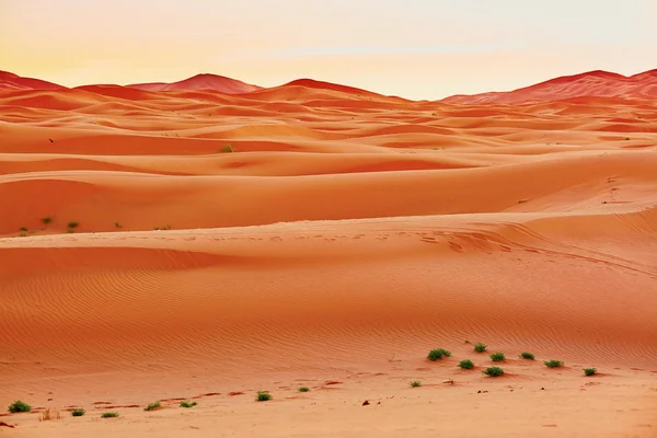 Písečné duny v poušti Sahara — Stock fotografie