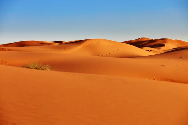 Písečné duny v poušti Sahara — Stock fotografie