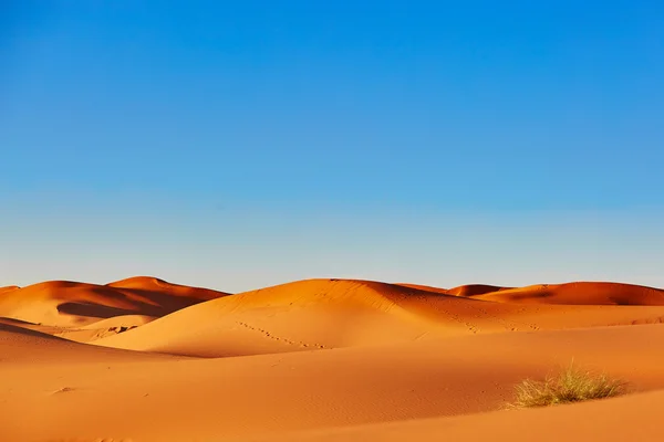 Homokdűnék a Szahara sivatagban — Stock Fotó