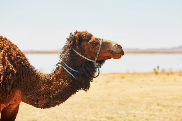 Teve a szaharai sivatagban, Marokkó, Afrikában — Stock Fotó