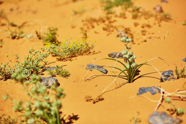 Merzouga, 모로코, 사하라 사막에서 성장 하는 녹색 식물 — 스톡 사진