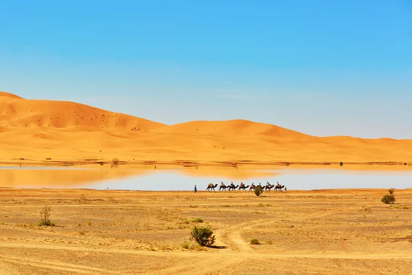 Oázis tó a szaharai sivatagban, Merzouga, Afrikában — Stock Fotó