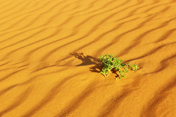 Groene planten groeien in zand duinen in de Sahara woestijn — Stockfoto