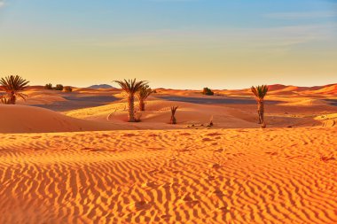 Palm trees and sand dunes in the Sahara Desert, Morocco clipart