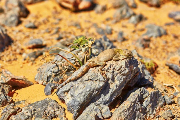 Șopârlă pe piatră în deșertul Sahara, Merzouga, Maroc — Fotografie, imagine de stoc