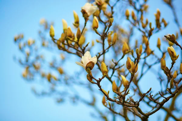 Flor de árvore de magnólia branca — Fotografia de Stock